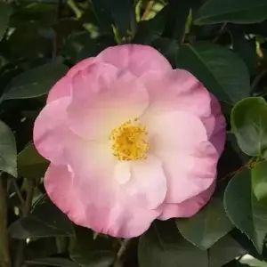 Camellia 'April Remembered'